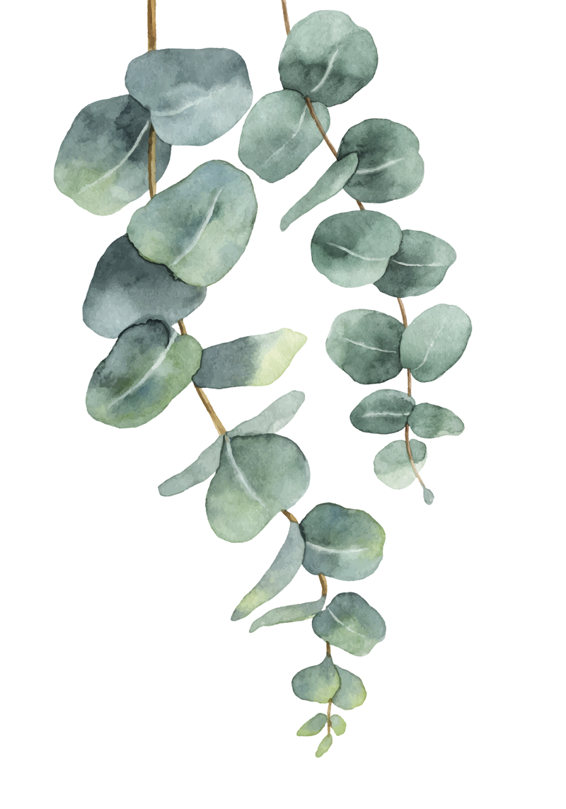 Poster arbre brindilles d'eucalyptus - TenStickers