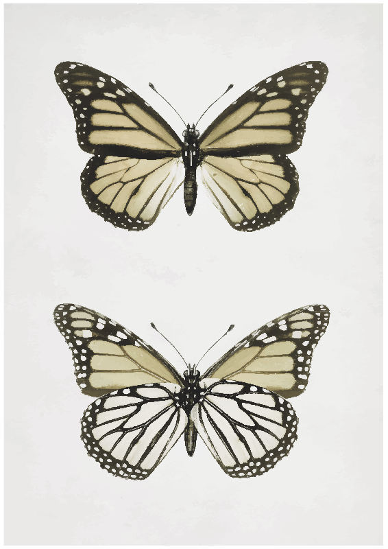 Poster papillons style vintage - TenStickers