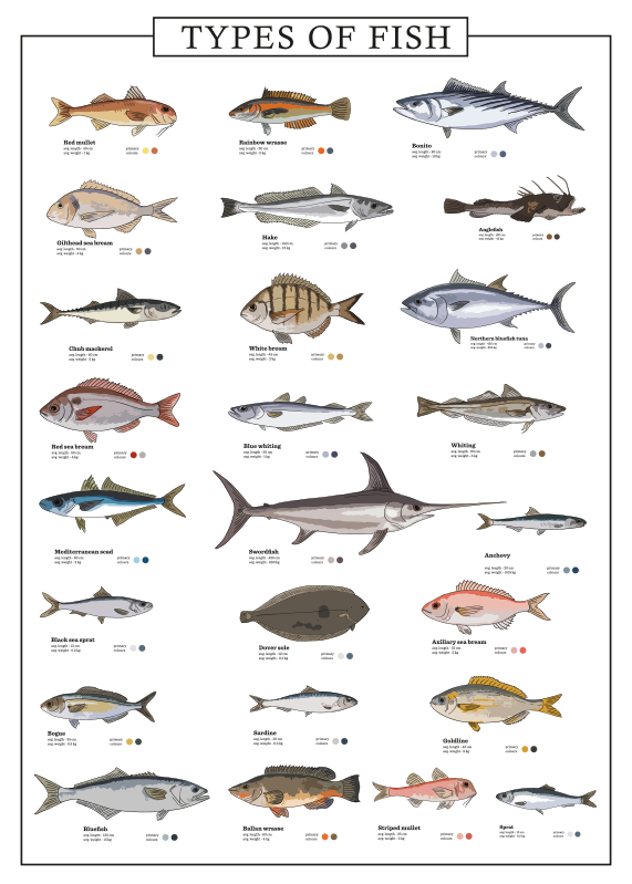 Poster motif types de poissons - TenStickers