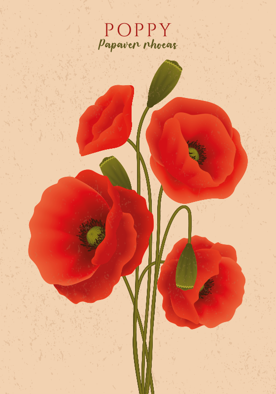 Poster fleurs coquelicots - TenStickers