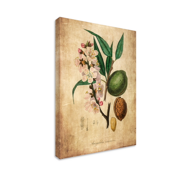 Tableau fleurs et plantes illustration botanique - TenStickers