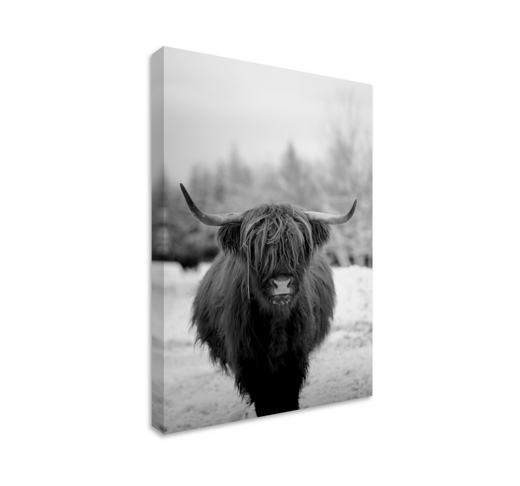 Tableau animaux portrait de vache des highlands - TenStickers