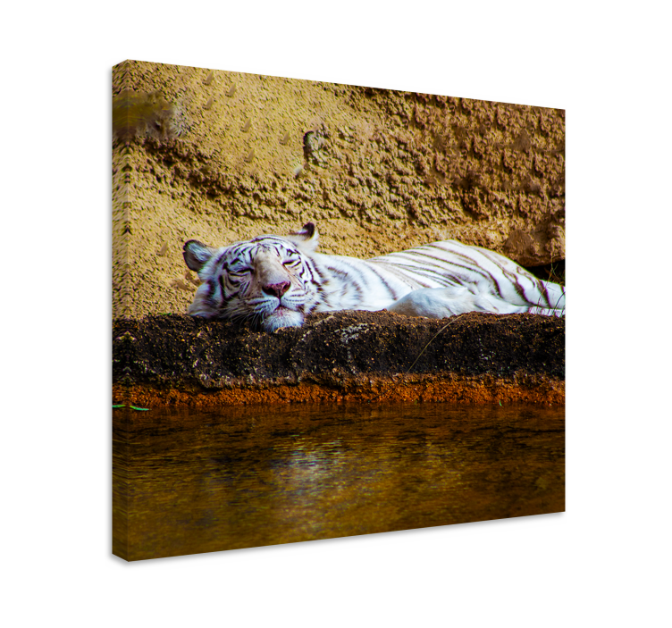 Tableau animaux tigre blanc endormi - TenStickers