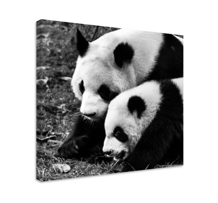 Tableau animaux panda en étreinte - TenStickers