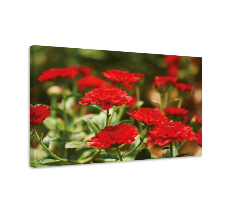 Tableau fleurs et plantes fleurs rouges épanouies - TenStickers