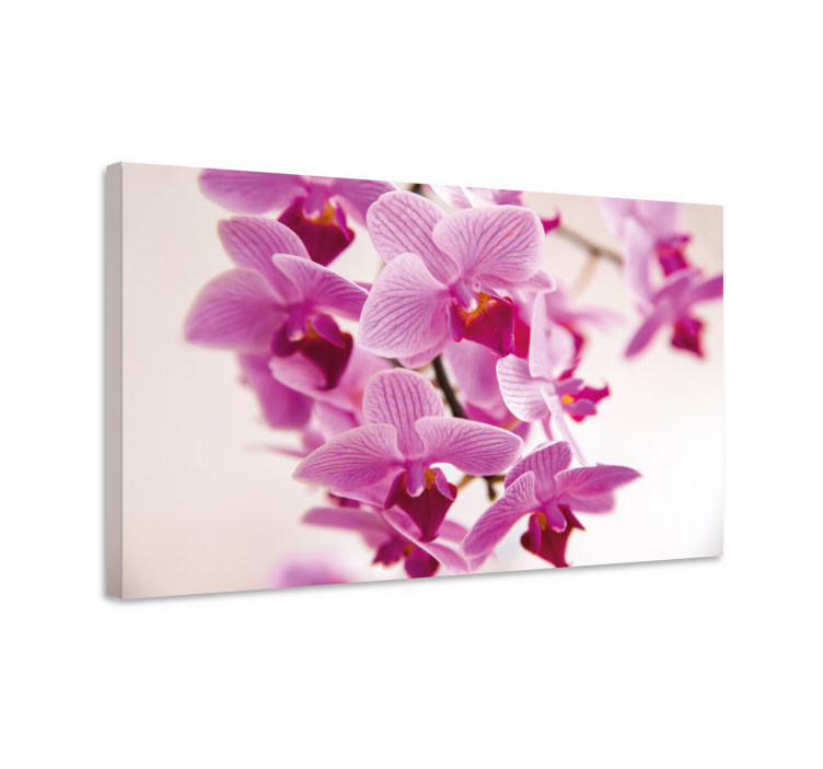 Tableau fleurs et plantes orchids délicates - TenStickers