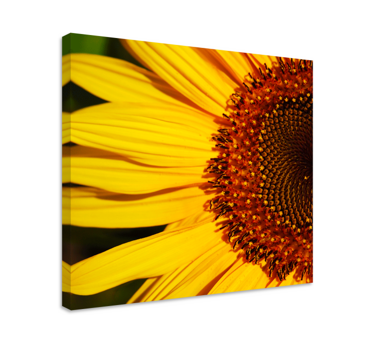 Tableau fleurs et plantes détail des pétales de tournesol - TenStickers