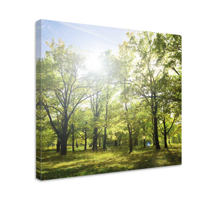 Tableau arbres canopée verte ensoleillée - TenStickers