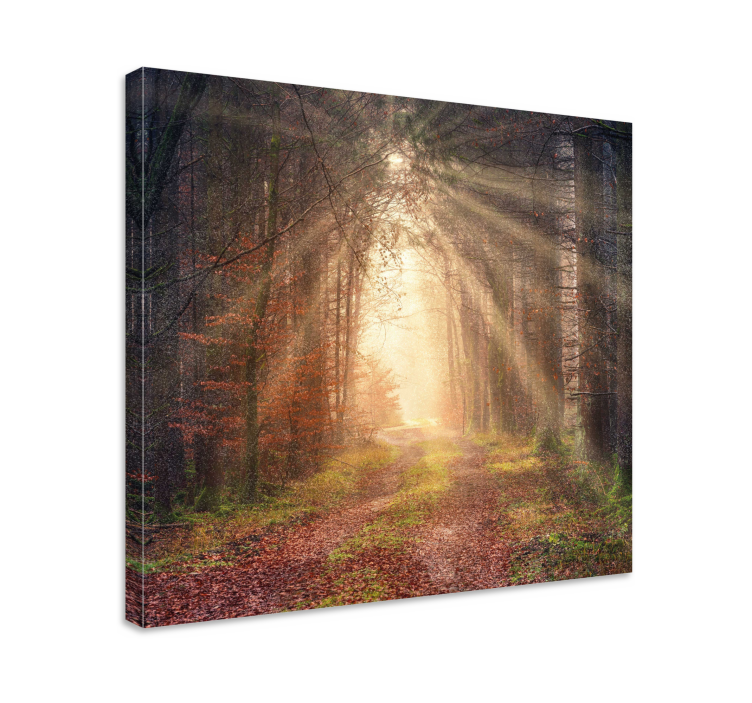Tableau paysages sentier forestier serein - TenStickers