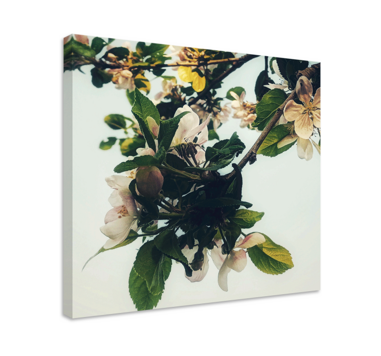 Tableau fleurs et plantes branche de pommier en fleurs - TenStickers