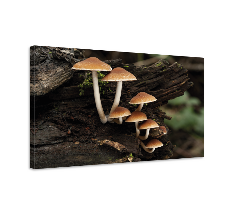 Tableau fleurs et plantes regroupement de champignons - TenStickers