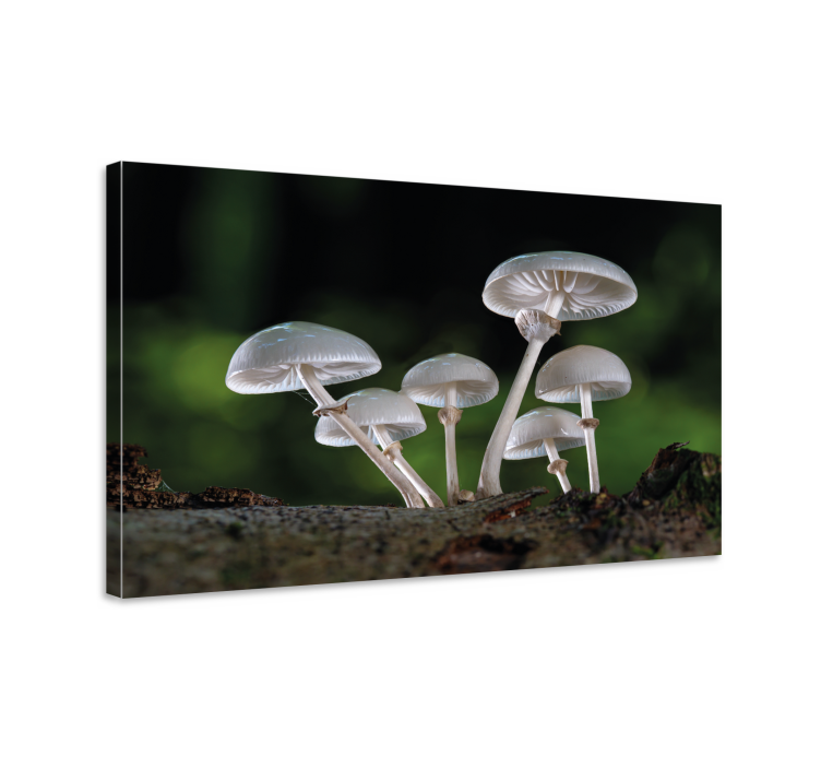 Tableau fleurs et plantes scène de forêt de champignons - TenStickers