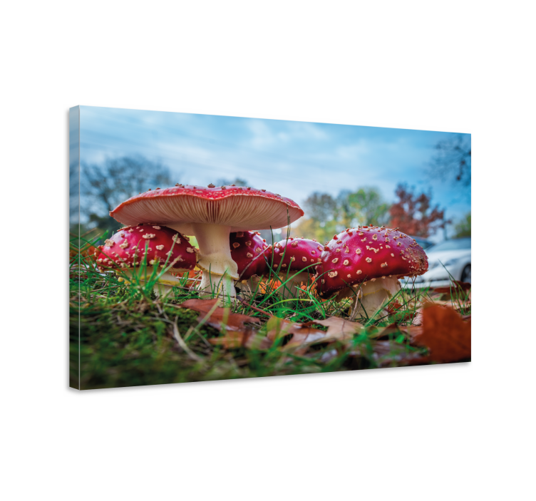 Tableau fleurs et plantes champignons rouges - TenStickers