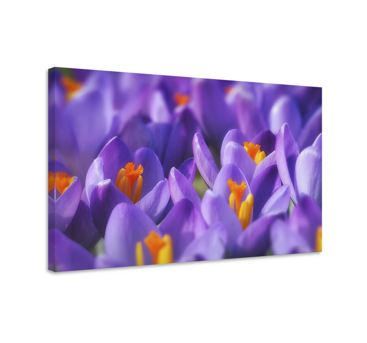 Tableau fleurs et plantes fleurs de crocus vibrantes - TenStickers