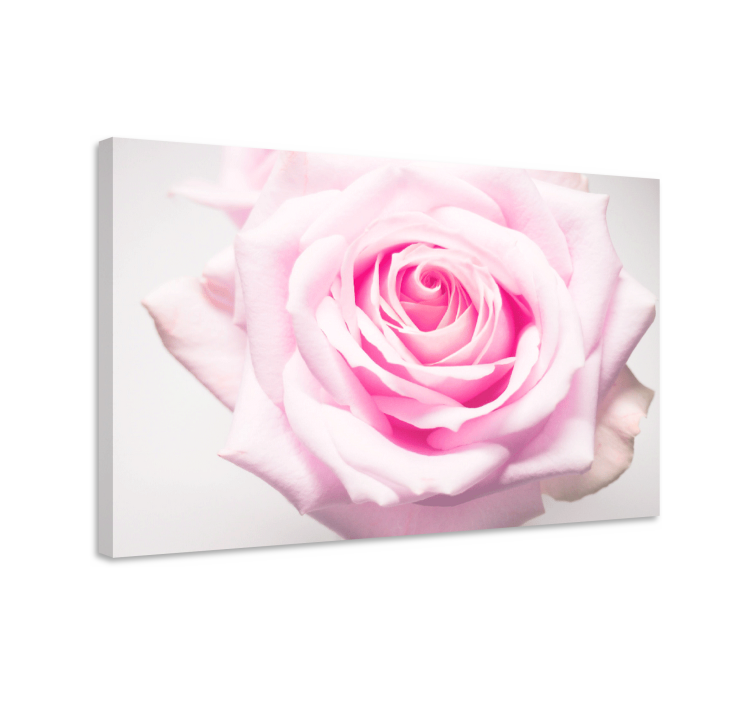 Tableau fleurs et plantes Éclosion de roses blush - TenStickers