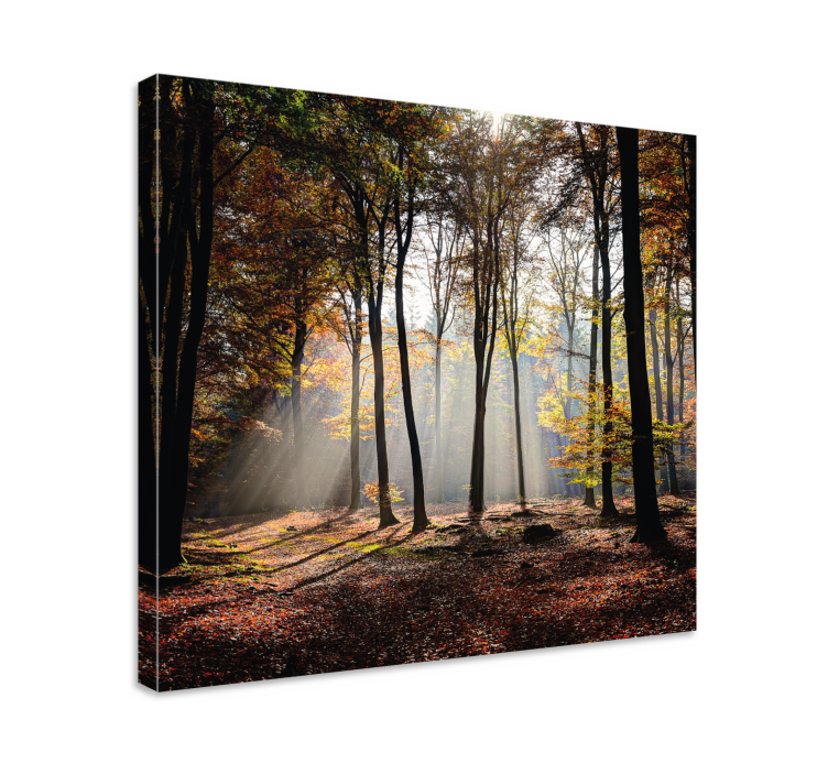 Tableau paysages rayons de lumière dans la forêt - TenStickers