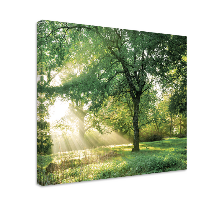 Tableau arbres lumière du soleil à travers les arbres - TenStickers