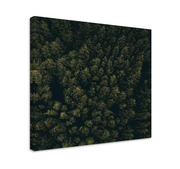 Tableau arbres canopée de forêt luxuriante - TenStickers