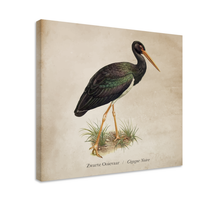 Tableau oiseaux cigogne noire affiche - TenStickers