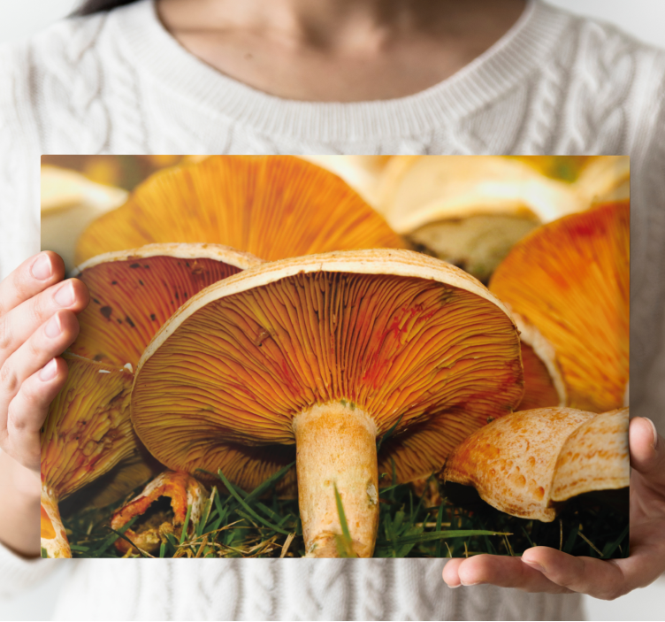 Tableau fleurs et plantes détails de champignon - TenStickers