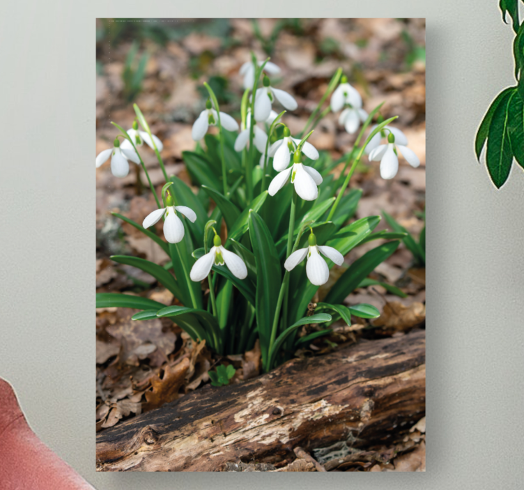 Tableau fleurs et plantes Éclosion de perce-neige - TenStickers