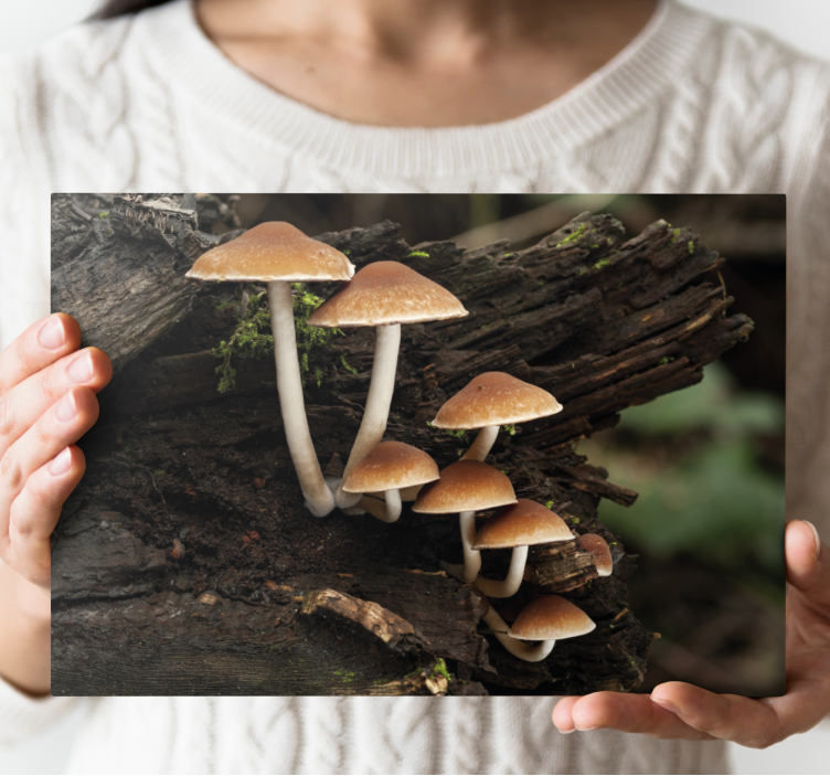 Tableau fleurs et plantes regroupement de champignons - TenStickers