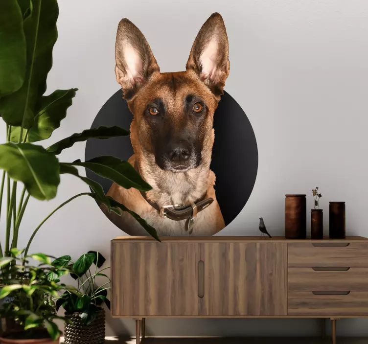 Sticker chien berger belge - TenStickers