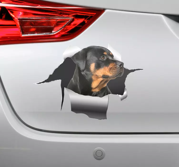 Sticker voiture image Rottweiler - TenStickers