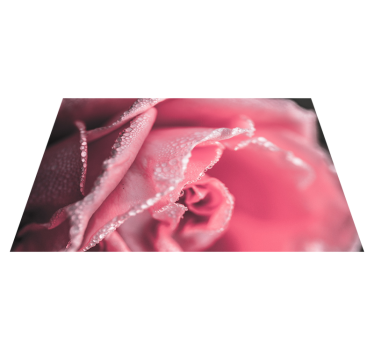 Tapis vinyle fleurs et plantes pétales de rose rosés - TenStickers