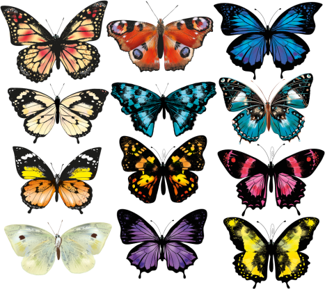 Tapis vinyle animal illustration de papillon - TenStickers