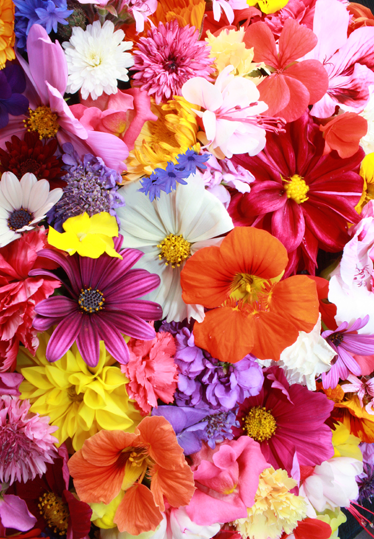 Tapis vinyle fleurs et plantes nombreuses et colorées - TenStickers