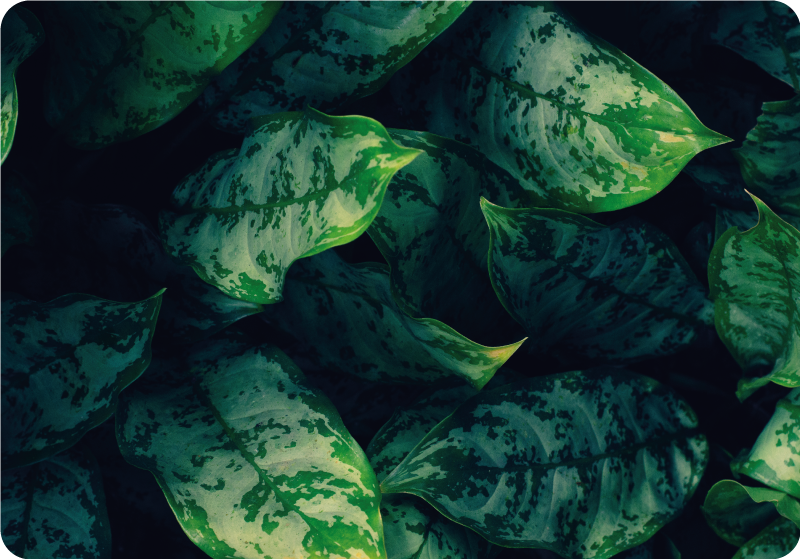 Tapis vinyle fleurs et plantes feuilles de maranta - TenStickers