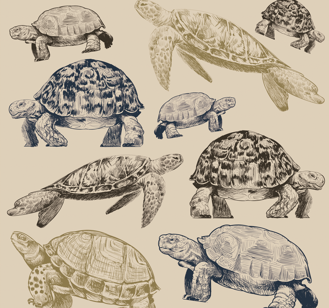 Tapis vinyle chambre tortues sur fond beige - TenStickers