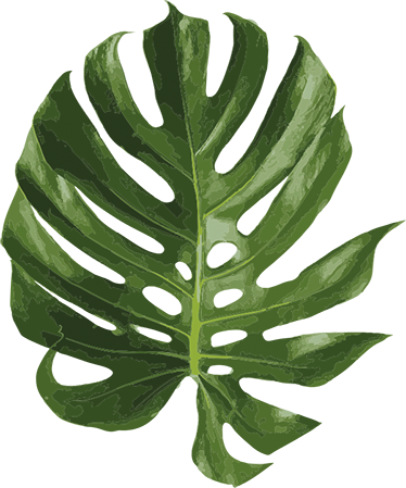 Tapis vinyle fleurs et plantes feuille monstera délicieuse - TenStickers