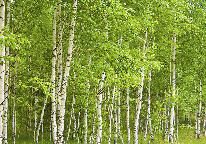 Tapis vinyle vert arbre de bouleau - TenStickers