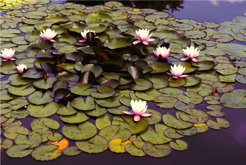 Tapis vinyle fleurs et plantes beauté du nénuphar - TenStickers