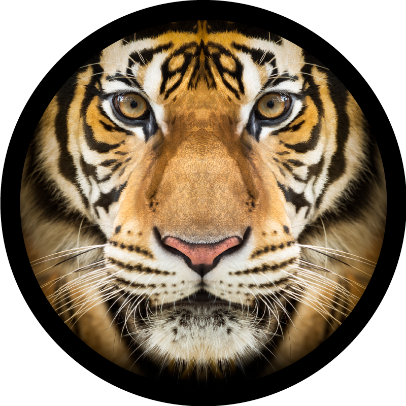 Tapis vinyle animal gros plan du tigre - TenStickers