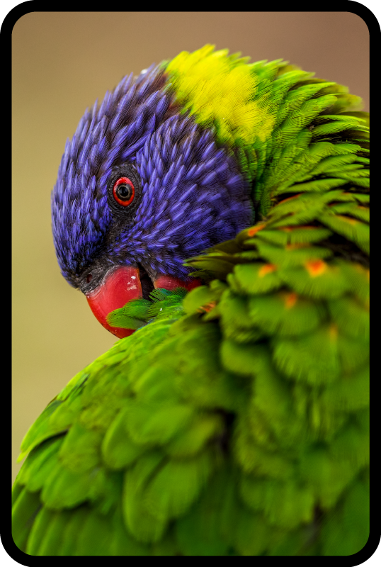 Tapis vinyle animal portrait de perroquet coloré - TenStickers