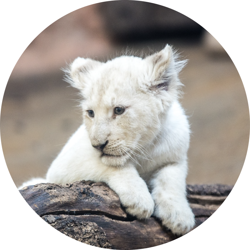 Tapis vinyle animal lionceau blanc - TenStickers
