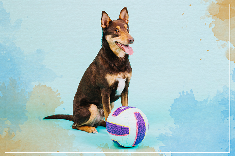 Tapis vinyle animal compagnon canin joueur - TenStickers