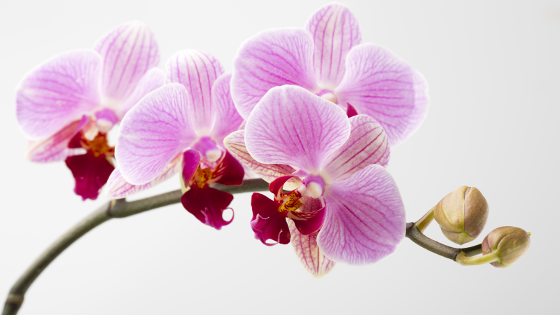 Tapis vinyle fleurs et plantes conception d'orchidée rose - TenStickers