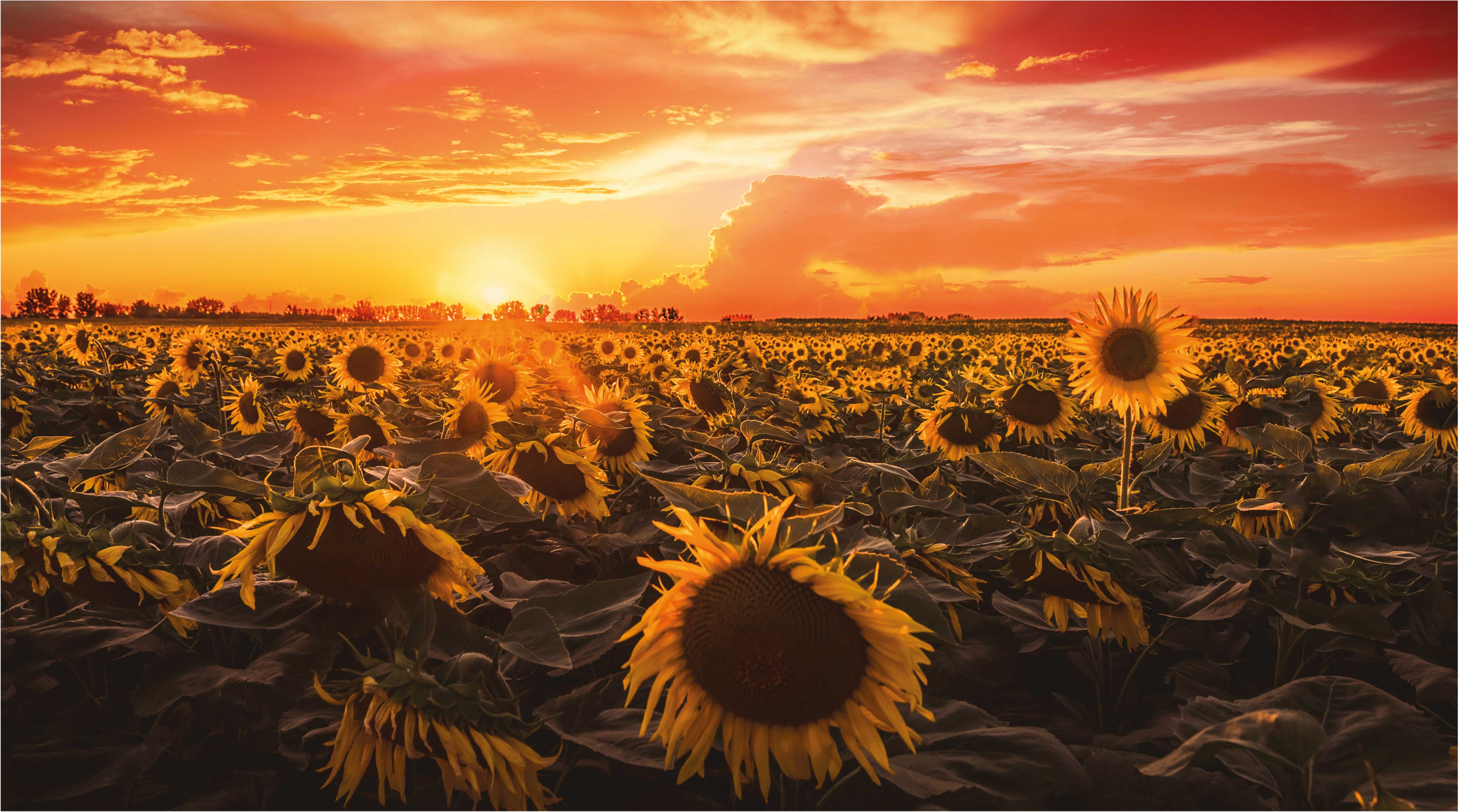 Tapis vinyle fleurs et plantes scène de coucher de soleil - TenStickers