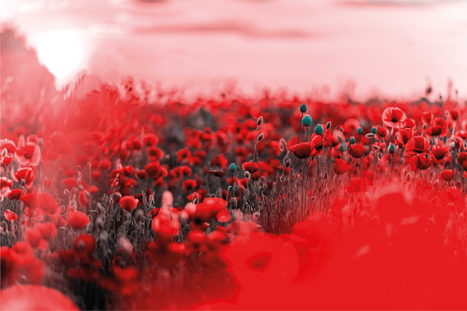 Tapis vinyle fleurs et plantes scène florale rouge - TenStickers