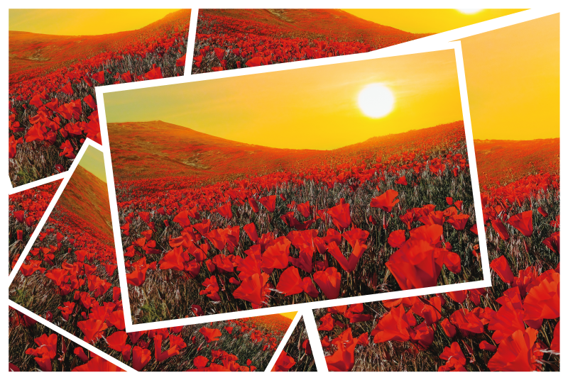 Tapis vinyle nature champs de fleurs vibrants - TenStickers