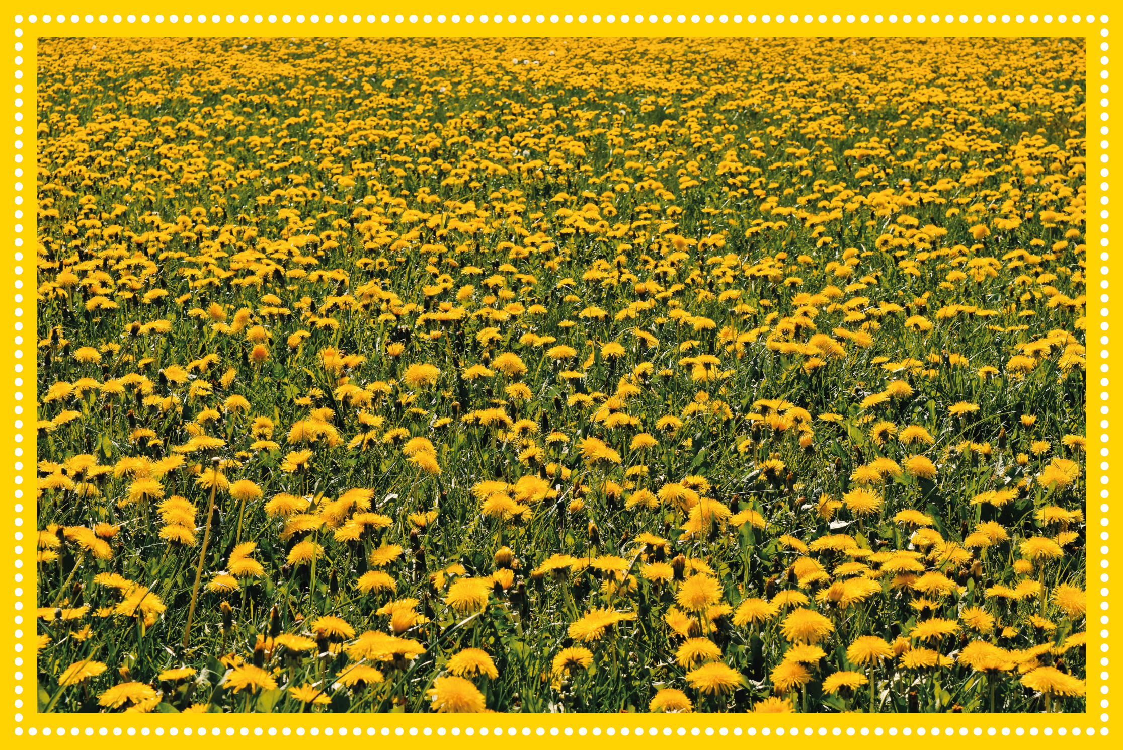 Tapis vinyle fleurs et plantes champ de tournesols - TenStickers