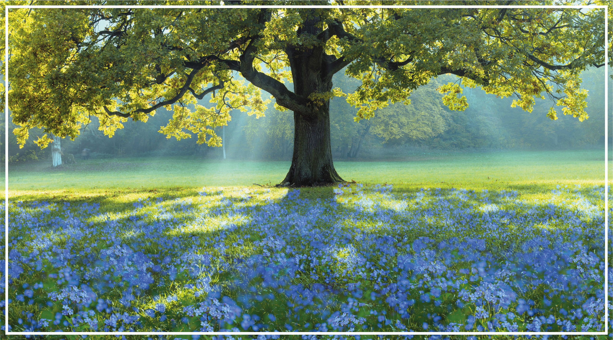 Tapis vinyle nature scène d'arbre en fleurs - TenStickers