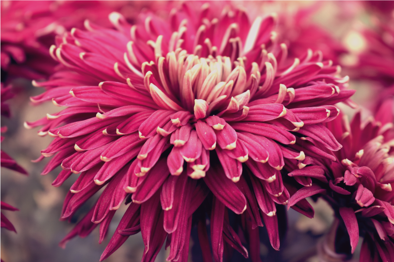 Tapis vinyle fleurs et plantes chrysanthème réaliste - TenStickers