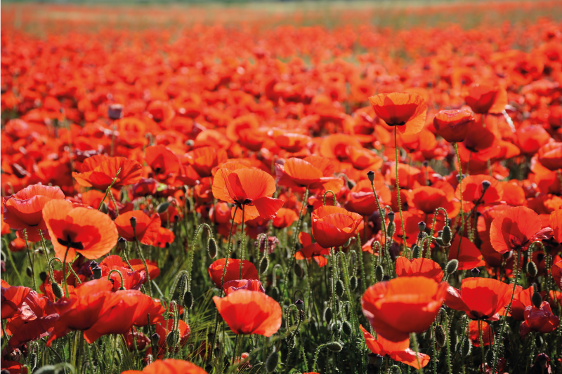 Tapis vinyle fleurs et plantes coquelicots rouges vibrants - TenStickers