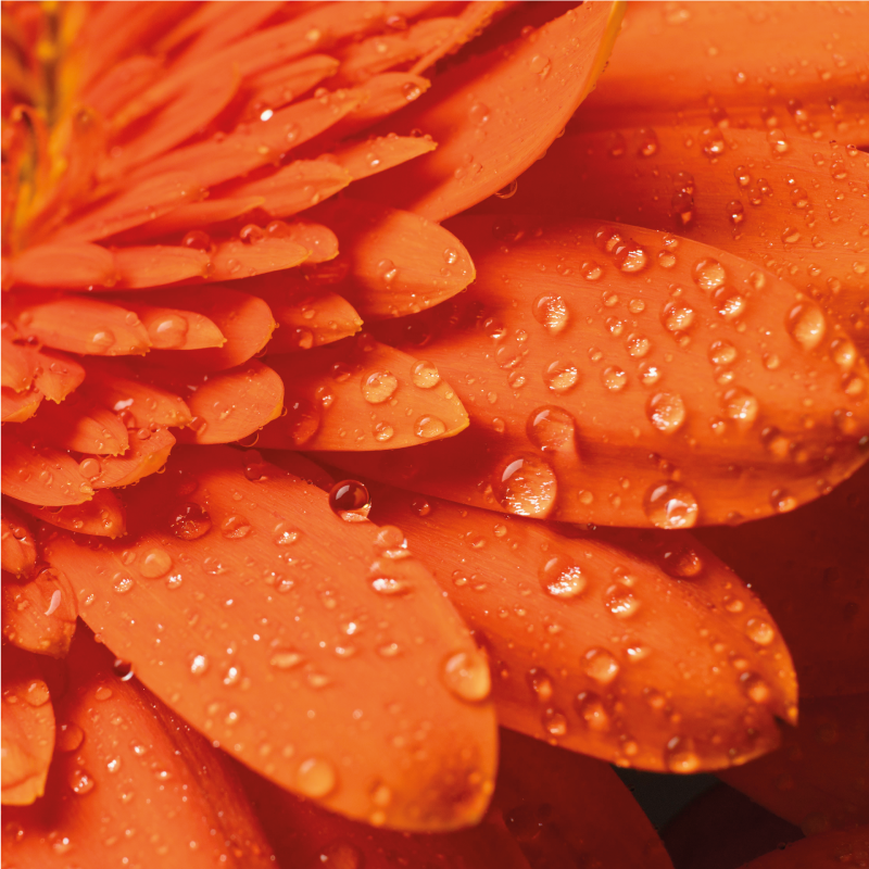 Tapis vinyle fleurs et plantes pétales orange vif - TenStickers