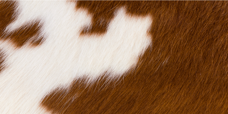 Tapis vinyle animal illustration de peau de vache - TenStickers